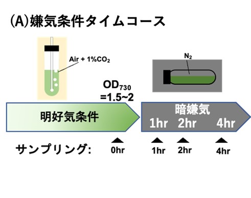 ～DNAの高次構造はラン藻の転写制御の新たな視点～