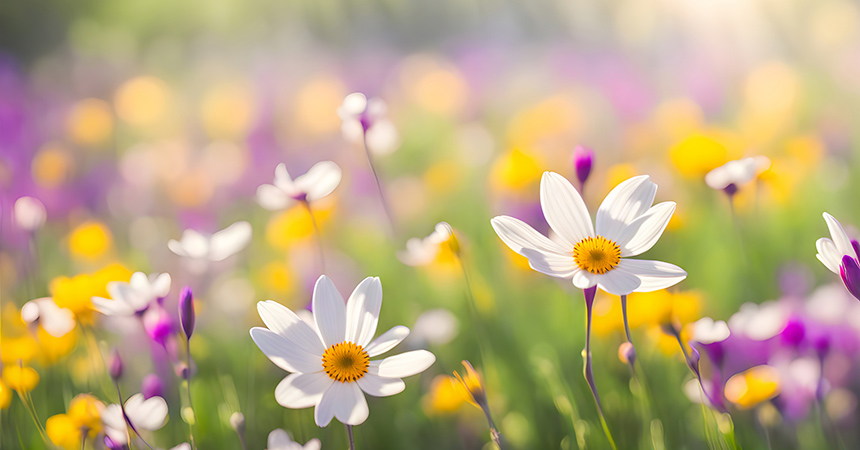 世界的にも重要な日本の花卉（かき）遺伝資源と園芸文化を継続させるために