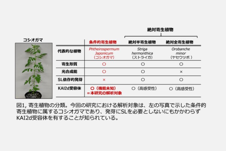 条件的根寄生雑草コシオガマにおける高感度ストリゴラクトン受容体を発見