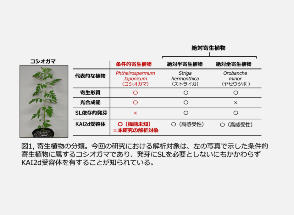 条件的根寄生雑草コシオガマにおける高感度ストリゴラクトン受容体を発見